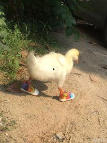 爆料人笑出鹅叫声视频  第3张